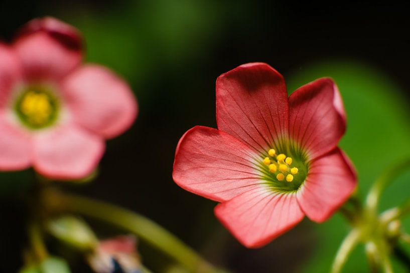 Roze bloem par Johan Slagers