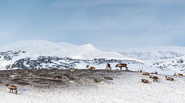Rendieren in Lapland van KC Photography
