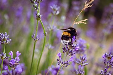 Die Bienenkönigin im Lavendel Feld