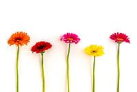 Vijf gerbera's naast elkaar