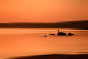 De reiger van Gea Gaetani d'Aragona