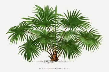 Palmplant | Livistona Australis van Peter Balan