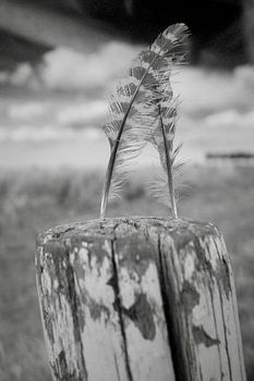 Vederlicht duo (close-up)