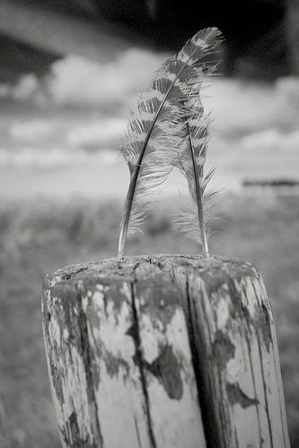 Vederlicht duo (close-up)