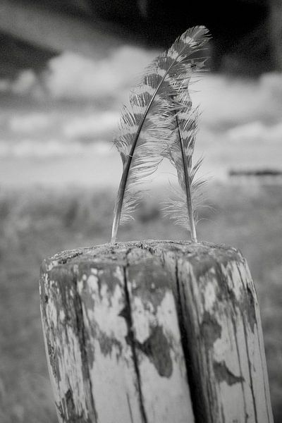 Federgewicht-Duo (Nahaufnahme) von Jurjen Melinga