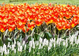 Flowerbed with orange tulips by ManfredFotos
