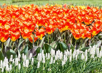 Bloemenperk met oranje tulpen van ManfredFotos