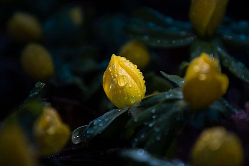 Winter Akonite in the back dew