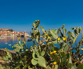 Blühender Kaktus an der Bucht und am alten Leuchtturm von Collioure, Collioure, Pyrénées-Orientales,