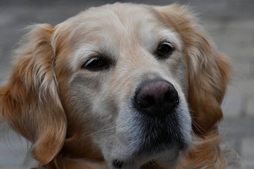 Portrait d'un labrador doré de 10 ans