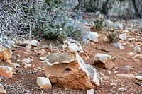 Typische steppen met planten en aangevreten, oude dierenschedels op Kreta