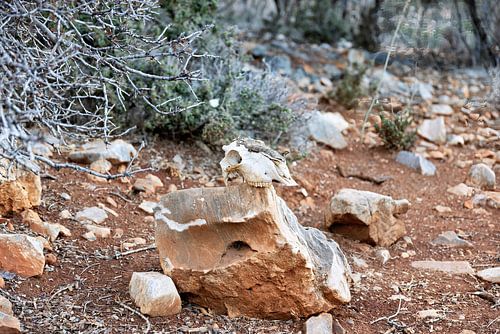 Typische Steppen mit Pflanzen und abgenagtem, alten Tierschädel auf Kreta