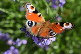 Dagpauwoog by Gerdine Aret