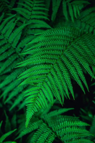 Leaves by Delano Balten