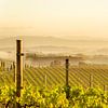 Vignoble toscan dans la brume matinale sur Tony Buijse