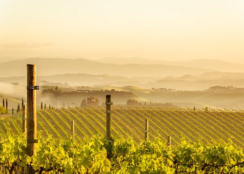 Toscaanse wijngaard in ochtend nevel