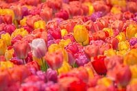 Tulpen Mix Tegenlicht 2024