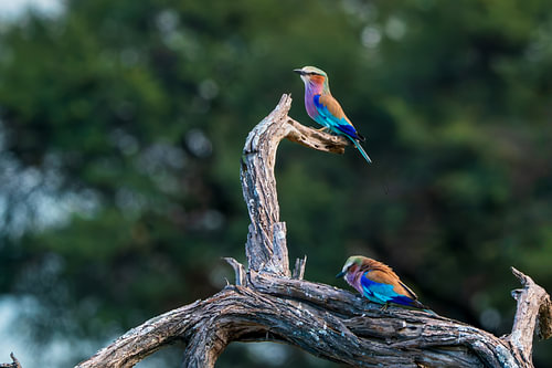 Pair of Lilac-Breasted Rollers Perched on a Dead Tree Branch