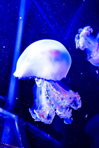 kwal / meduse / jellyfish van melissa demeunier