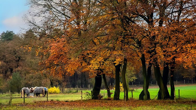 Autumn with Horses by Daan Pleijsier