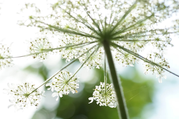 Spring Explosion von <span class="secondary-font">Carla Mesken-Dijkhoff</span>