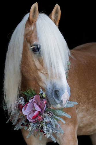 Haflinger with a wintry wreath in berry shades against a black background