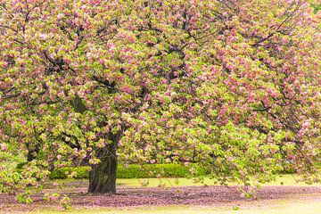 Shinjuku Gyoen National Garden (Japan) by Marcel Kerdijk