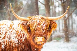 Porträt eines schottischen Hochlandrindes im Schnee von Sjoerd van der Wal Fotografie