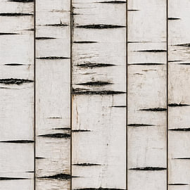Abstraktes Birken-Raster – Nordic Minimalismus Wandbild