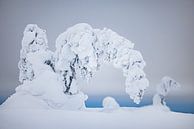 Bent tree under the snow by Martijn Smeets thumbnail