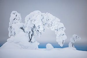 Gebogener Baum unter dem Schnee