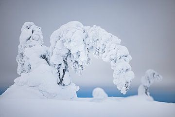 Gebogen boom onder de sneeuw