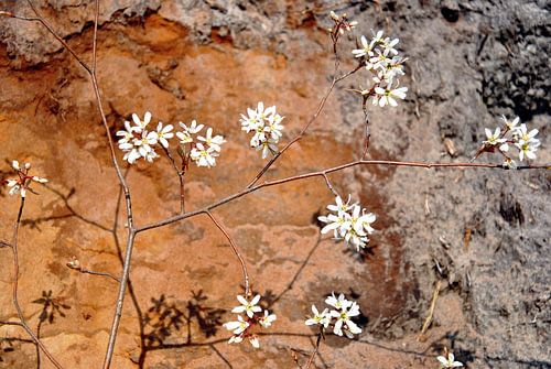 Fleurs sur un fond de couleurs terreuses