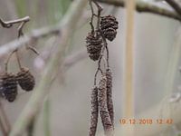 kittens on a branch