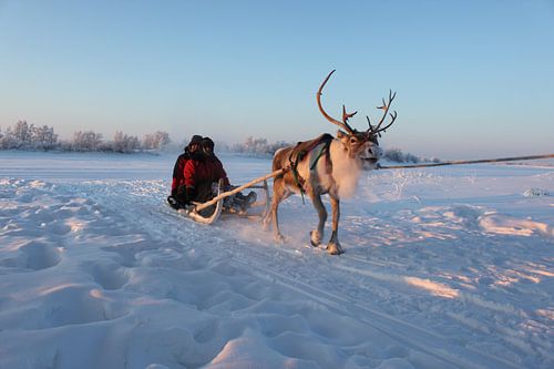Traditional sledge transport in Swedish Lapland