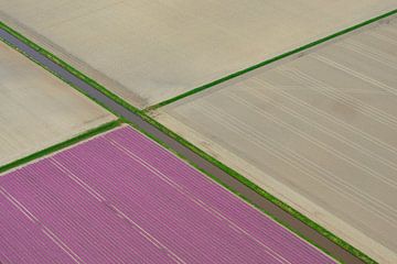 Aerial view on fields of purple tulip flowers growing in spring 