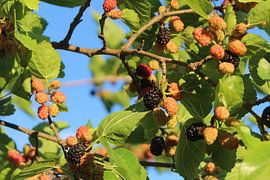 Maulbeere von Patrick van beek76