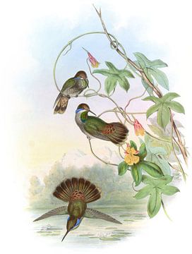 Brown Violet-Ear, John Gould by Hummingbirds