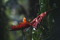 Monteverde Nebelwald – Das mystische Herz Costa Ricas