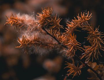 pine branch by Rene scheuneman