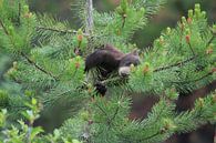 Zwarte berenwelp in Banff National Park, Alberta, Canada van Frank Fichtmüller thumbnail