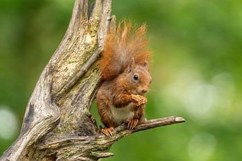 Eichhörnchen genießt eine Nuss
