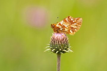 Herdersparelmoer vlinder van Elles Rijsdijk