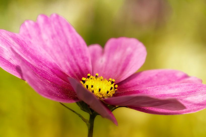 Cosmea van Ellen Driesse