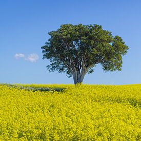 Paysage minimaliste avec arbre isolé sur Chris Stenger