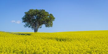 Minimalistische Landschaft mit einsamem Baum