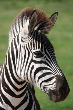 Zebra close up van Marianne van den Bogaerdt