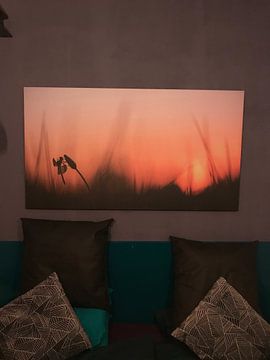 Customer photo: Bandheidelibel at sunrise by Erik Veldkamp