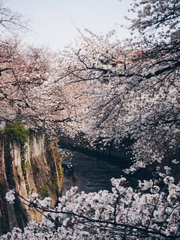 Japanische Sakura-Blüte an einem Kanal in Tokio