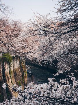 Fleur de sakura japonais sur un canal à Tokyo sur Michiel Dros